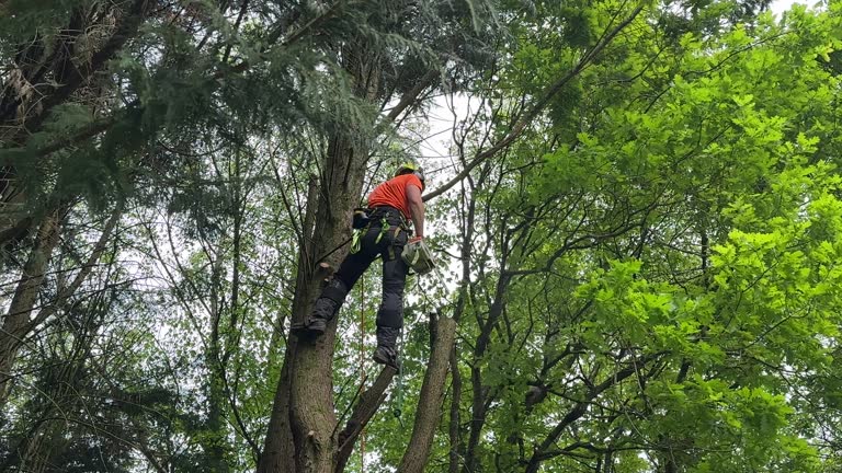 Best Commercial Tree Services  in North Bend, WA